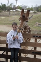 321-0053 Safari Park - Giraffe with Gabby
